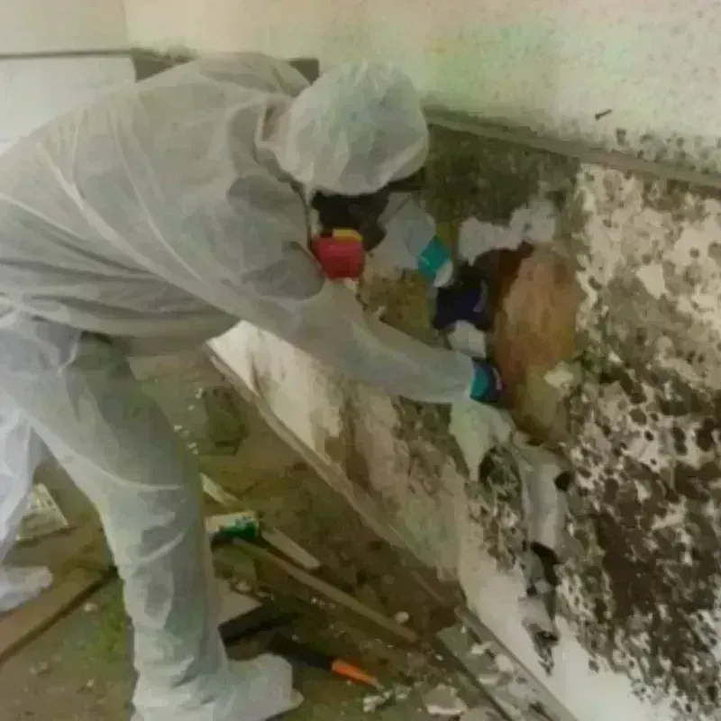 Mold Remediation and Removal in Wimauma, FL